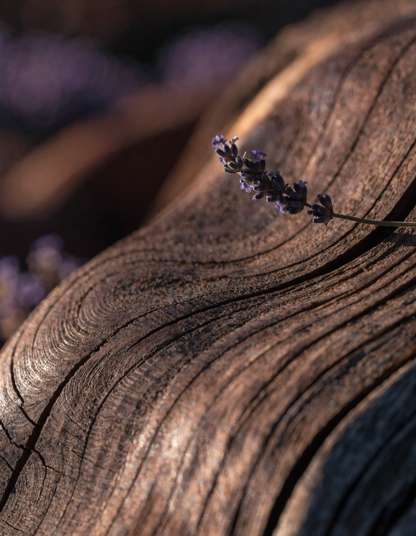 Maison Carthia — Oud Velvet — Behind the Creation — Nature