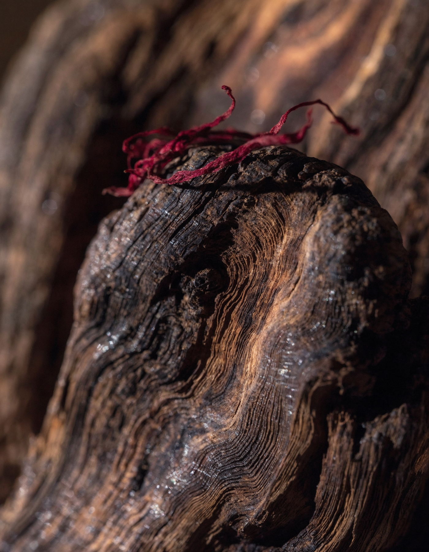 Maison Carthia — Tropical Oud — Behind the Creation — Nature